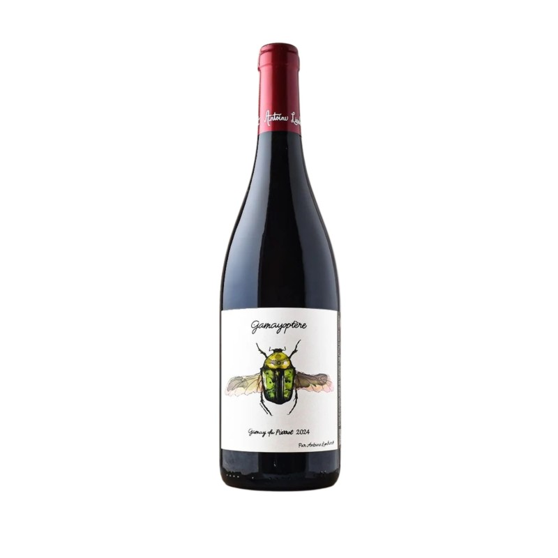 Antoine Lienhardt "Gamayoptère" Rouge 2024