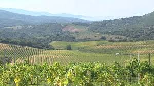 vaccelli corse