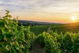 domaine peyre rose