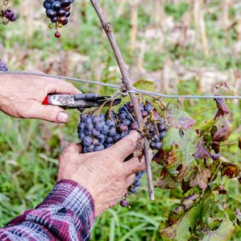 La Biodynamie vu par nos vignerons
