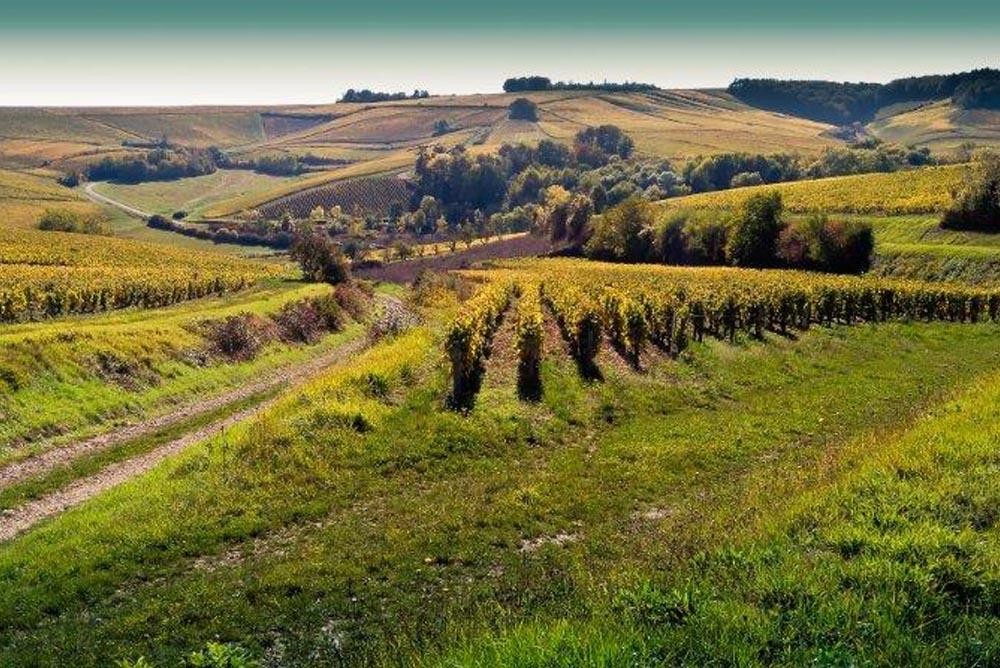 Domaine De Moor