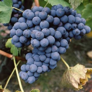 Mondeuse