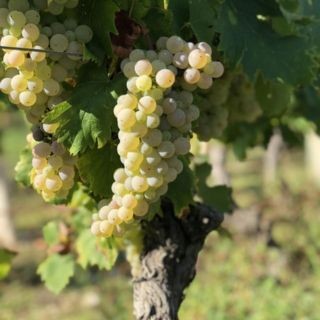 Roussette