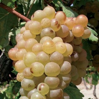 Vermentino