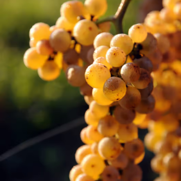 Petit Manseng