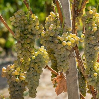Viognier