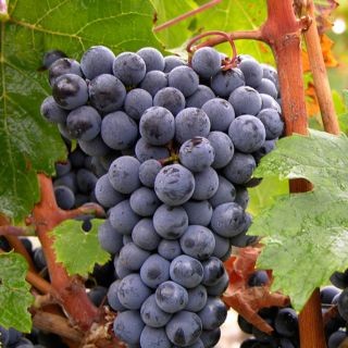 Cabernet Franc