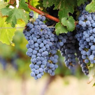 Cabernet-Sauvignon