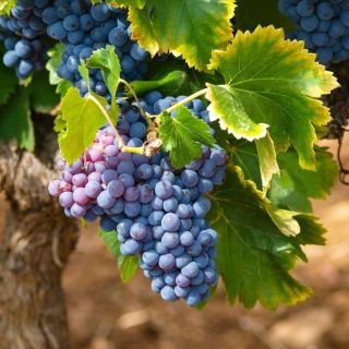 Carignan