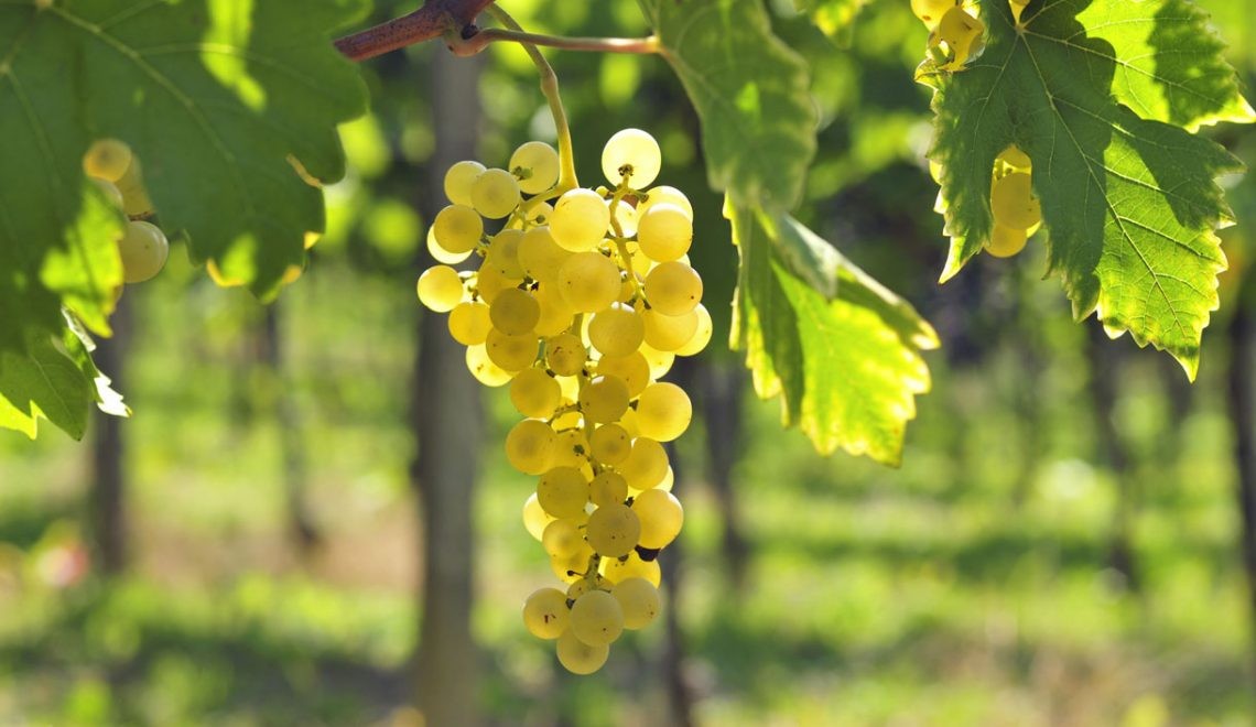 Chardonnay