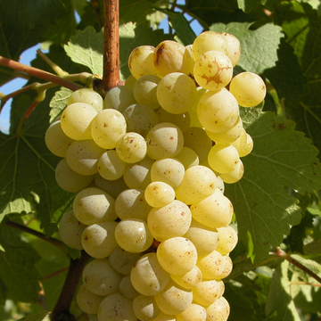 Chenin