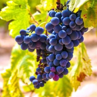 Cinsault
