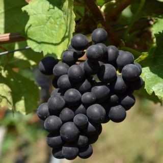 Gamay