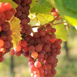 Gewurztraminer