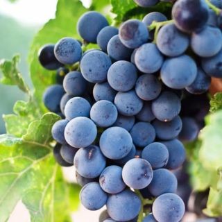 Grenache