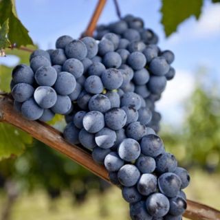 Merlot