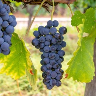 Mourvèdre