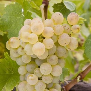 Picpoul