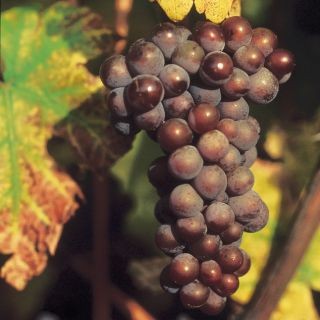 Pinot gris