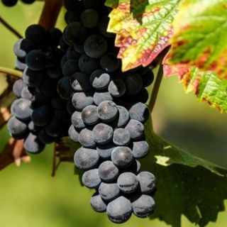 Pinot Noir