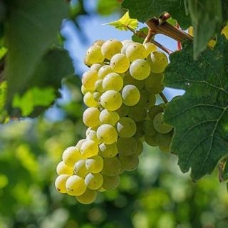 Riesling