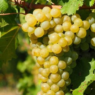 Sauvignon
