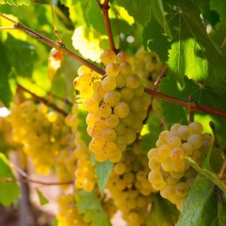 Savagnin