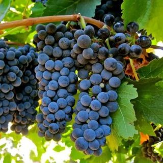 Syrah
