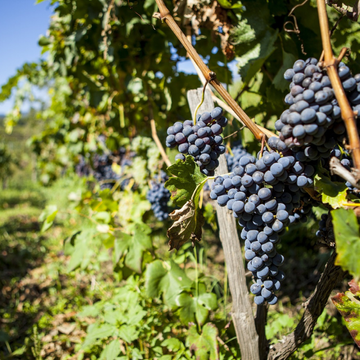 Malbec