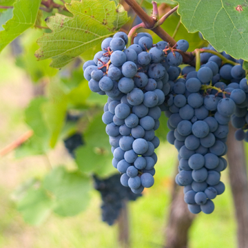 Tannat